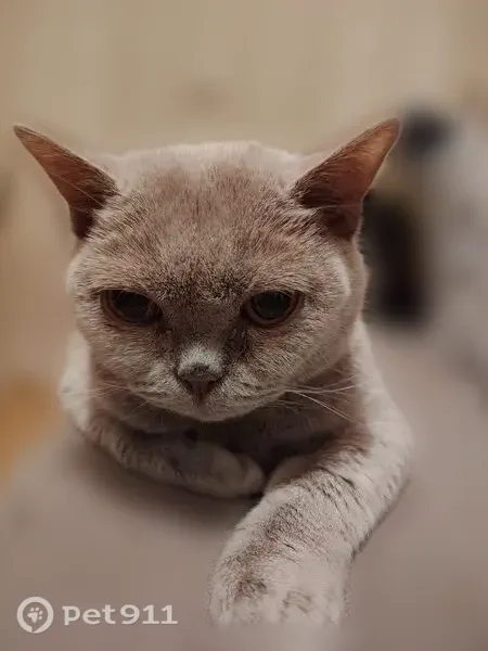 Пропала кошка, Металлургов, д. 57, Тула — британская, 14 лет, светло-серая - photo