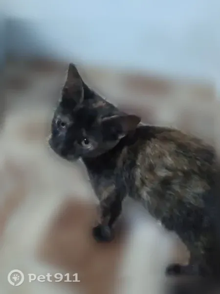 Кошка ищет дом, Станица Журавская, Журавская — ласковая, приучена к лотку - photo