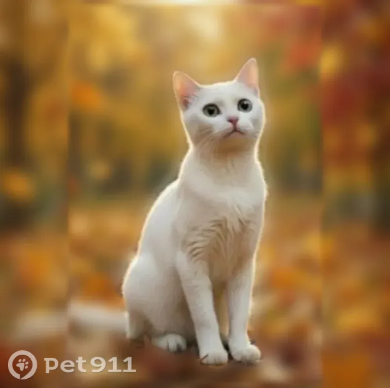 Пропала кошка, Калуга, Клюквина, д. 1 — белая молодая кошечка - photo
