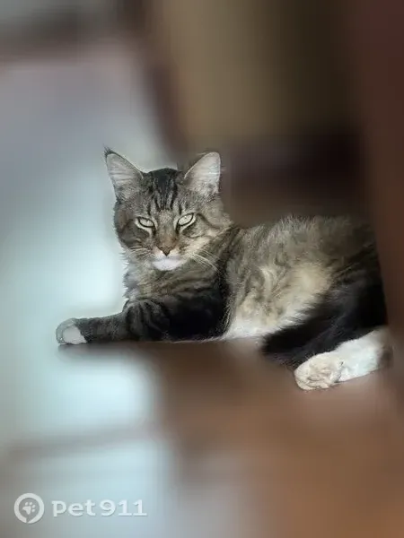Пропала кошка, Район Ворошиловский (г Волгоград), Павловская, д. 7, Волгоград — крупный мейн-кун, хриплый голос - photo