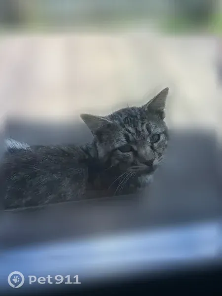 Пропала кошка, Ярославль, Дорожная, д. 19, Ярославль — небольшого размера, худой - photo