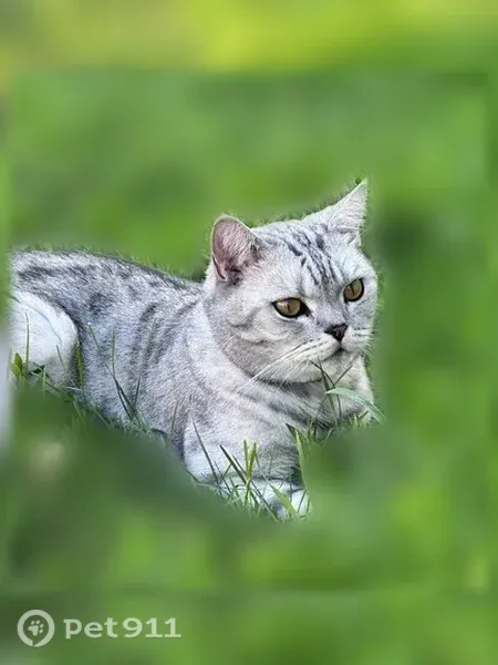 Пропала кошка, Сызрань, Котовского, д. 19 — светло-серый шотландец с чёрным ошейником - photo