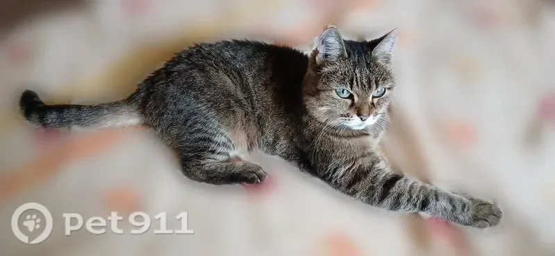 Пропала кошка, Территория ПСТ № 30 Дорожник (г Сургут), 3-я, д. 6, Сургут — 16 лет - photo