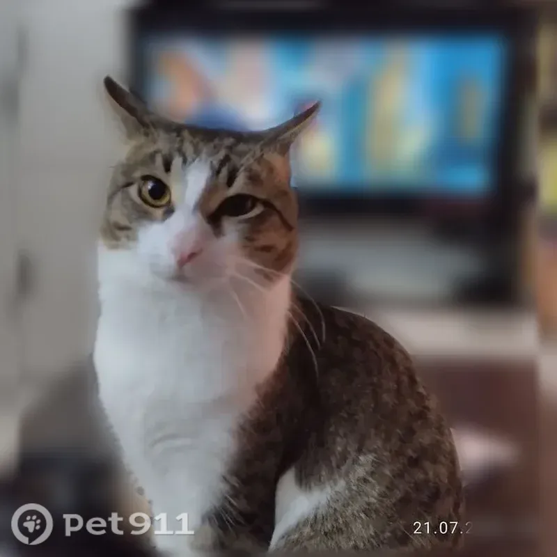 Пропала кошка, Вьюжная, Казань — беспородная, домашняя кошка - photo