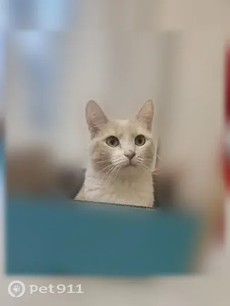 Пропала кошка, Уфа, Чудинова, д. 7/1 — рыжая с белыми пятнами - photo