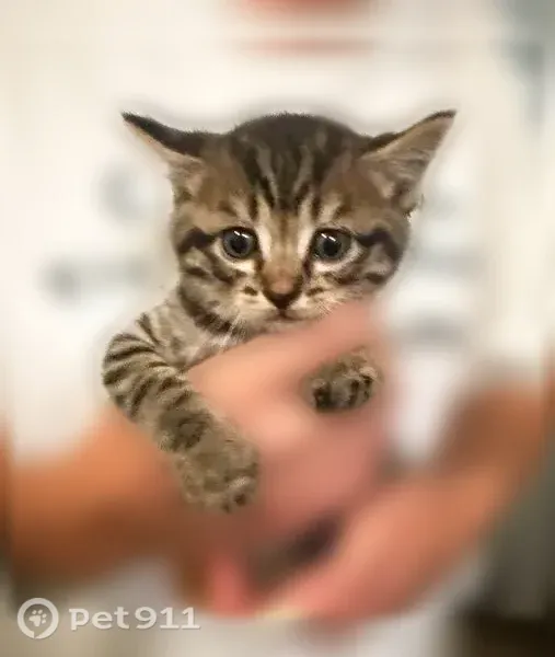 Кошка ищет дом, Тюмень, Советская, Тюмень — взрослая и котёнок 2 месяца, окрас табби - photo