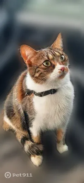Пропала кошка, Севастополь, Курчатова, д. 75 — самовыгульная, 4 года - photo