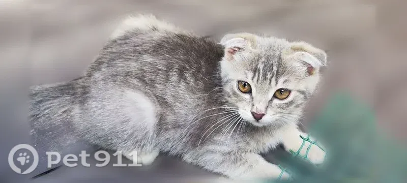 Пропала кошка, Ставрополь, Гоголя, д. 10 — серый в белую полочку, вислоухий котёнок 4 месяца - photo