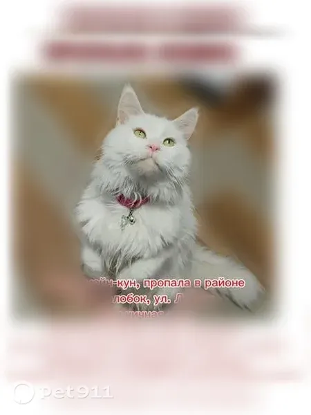 Пропала кошка, Территория снт Колобок, Летняя, д. 3, Иркутск — полностью белая, глаза жёлтые - photo