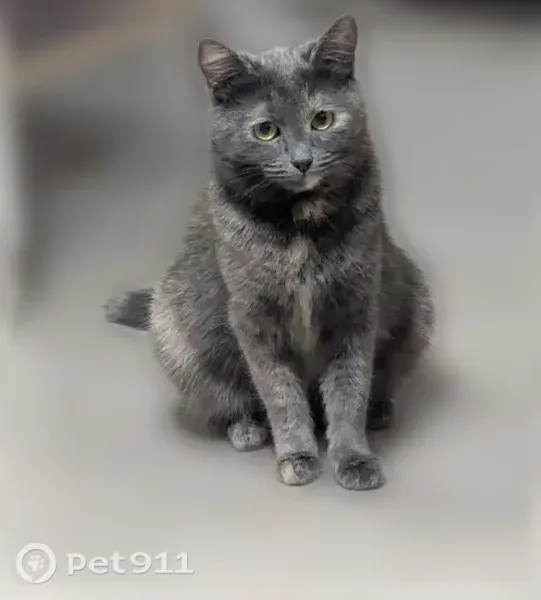 Пропала кошка, Иваново, Ташкентская, д. 86А — очень ласковая, пугливая - photo