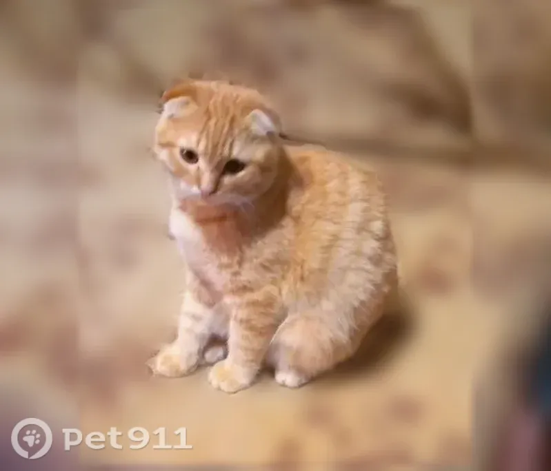 Пропала кошка, Инза, Мира, д. 22, Инза — рыжая вислоухая - photo