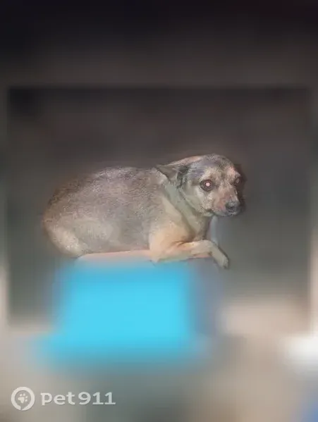 Пропала собака, Поселок Запрудный (г Коломна), Коломна — коричневая, почти нет зубов - photo