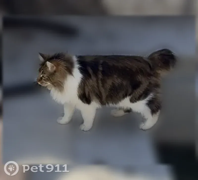 Пропала кошка, Ростов-на-Дону — очень ласковая, короткий хвостик - photo