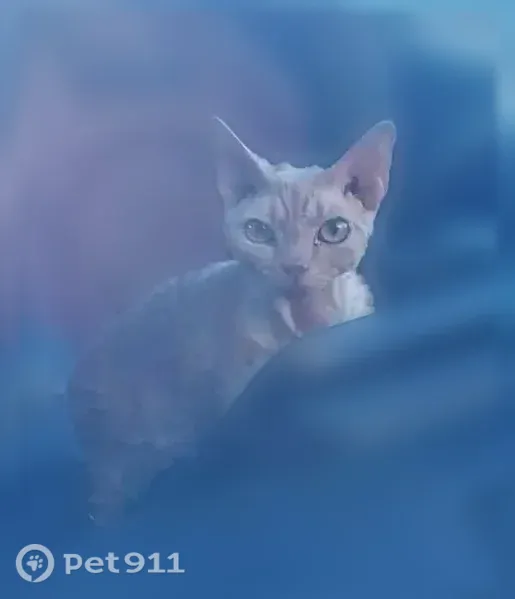 Пропала кошка, Территория Сельхоз земля Брынчаги (деревня Брынчаги) — котик породы девон-рекс, откликается на «Добби» - photo