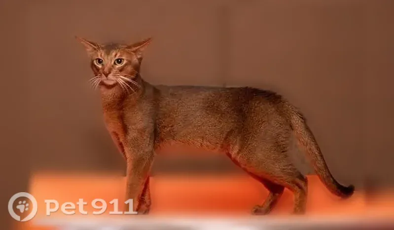 Пропала кошка, Рабочий поселок Шексна, Шексна — тёмно-коричневый кот - photo