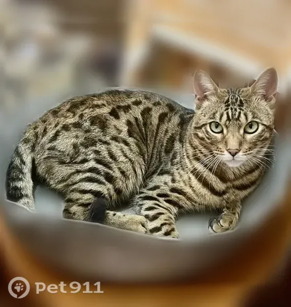 Пропала кошка, Ульяновск, Олега Кошевого, д. 61 — бенгал, кастрирован, 1,5 года - photo