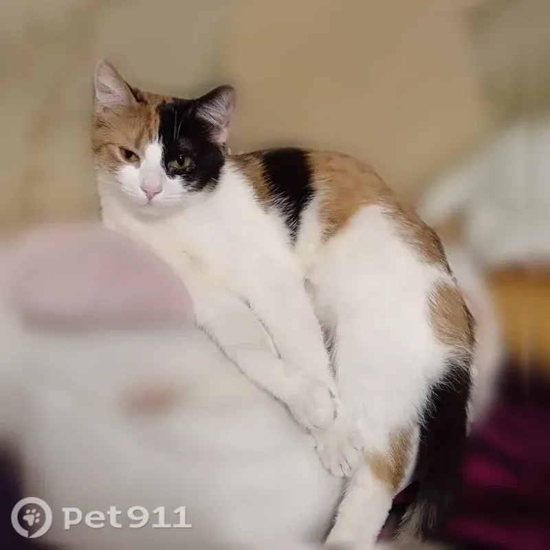 Пропала кошка, Пролетарская, д. 55, Киров — полосатый кончик хвоста - photo