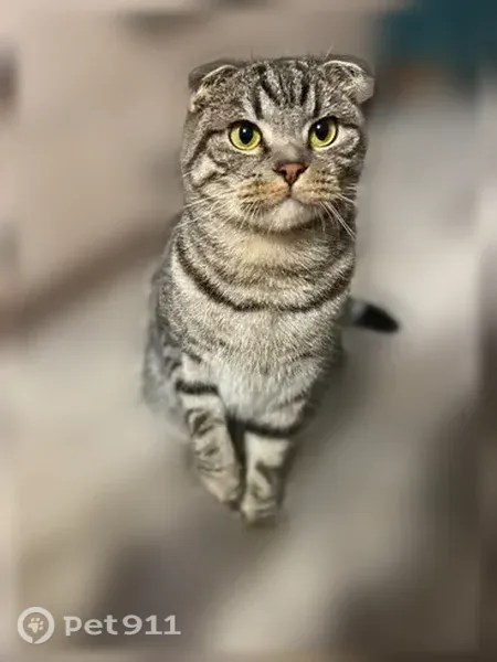 Пропала кошка, Юбилейная, Кострома — шотландский вислоухий кот, окрас «шпротный» - photo