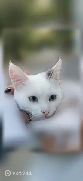 Кошка ищет дом, Деревня Люкшудья, Люкшудья — ласковая, спокойная, около 2 лет - photo