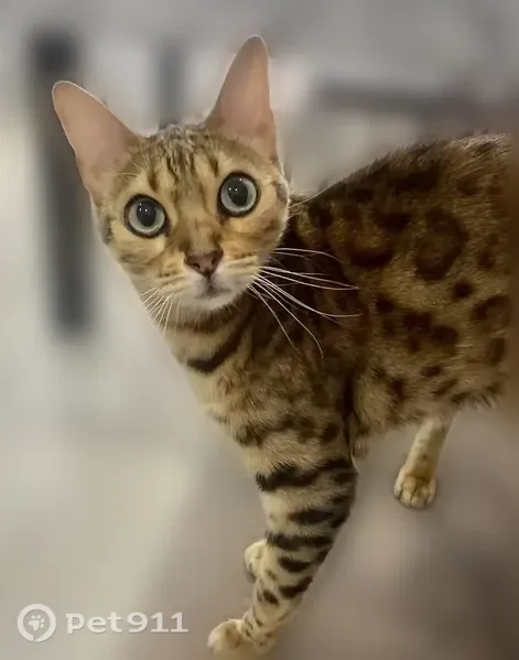 Пропала кошка, Село Кунтечи, Зеленая — бенгальская, 7 лет - photo