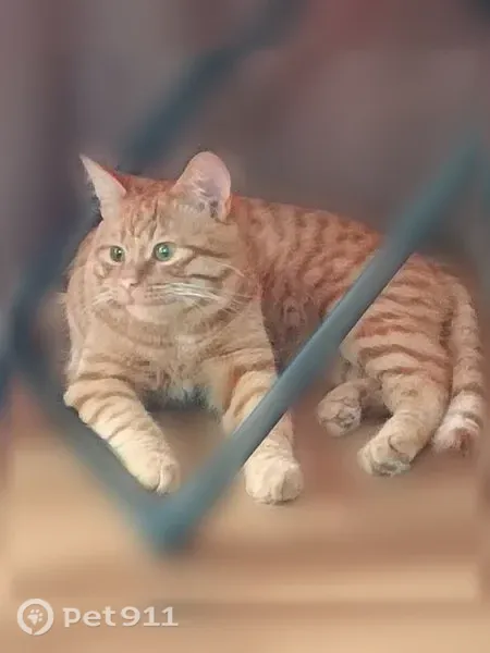 Пропала кошка, Нариманова 3-й, Ульяновск — ласковая, ручная, пропала утром 29 августа - photo