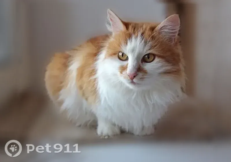 Пропала кошка, Село Пригорское, Молодежная, д. 4, Пригорское — бело-рыжая, пушистая - photo