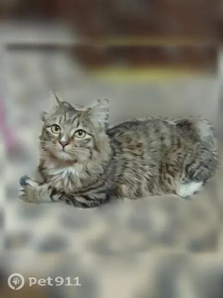 Пропала кошка, Корсаков, Невельская, д. 59б — серая с белыми лапками - photo