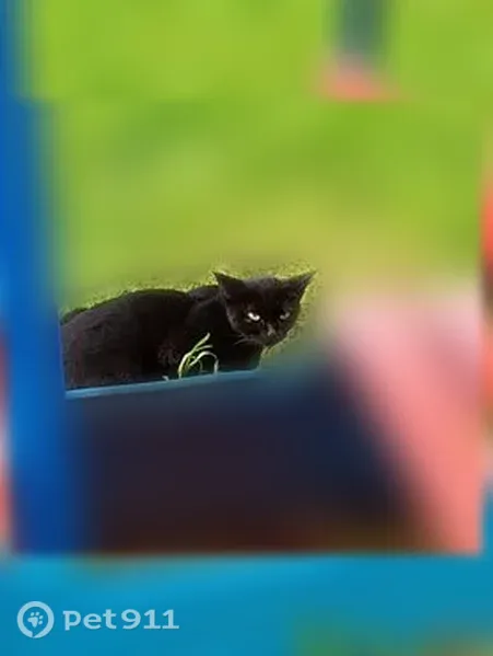 Кошка ищет дом, Вологда - photo