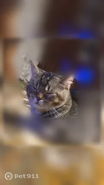 Пропала кошка, Олега Кошевого, д. 47, Набережные Челны — кот Персик, британец, табби - photo