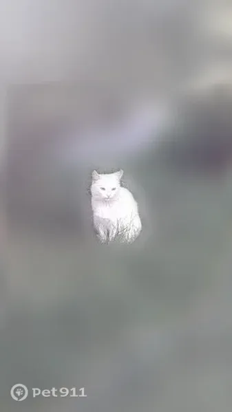 Кошка ищет дом, Тверь — беленькая кошечка из Юности - photo