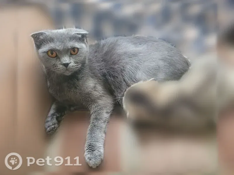 Пропала кошка, Район Ворошиловский (г Волгоград), Уржумская, д. 15, Волгоград — серая веслоухая - photo