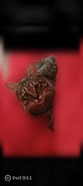 Пропала кошка, Почтовая, Геленджик — котик Маркиз, камышового окраса - photo
