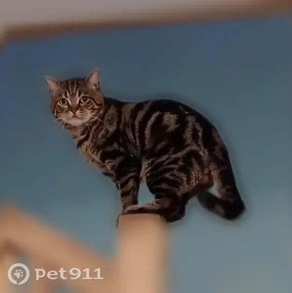 Пропала кошка, Деревня Брусилово, Тенистая — откликается на кличку Аякс - photo