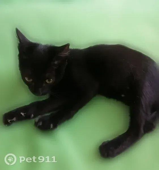 Найдена кошка, 8 Марта, Ульяновск — девочка 3–4 мес., очень игривая - photo