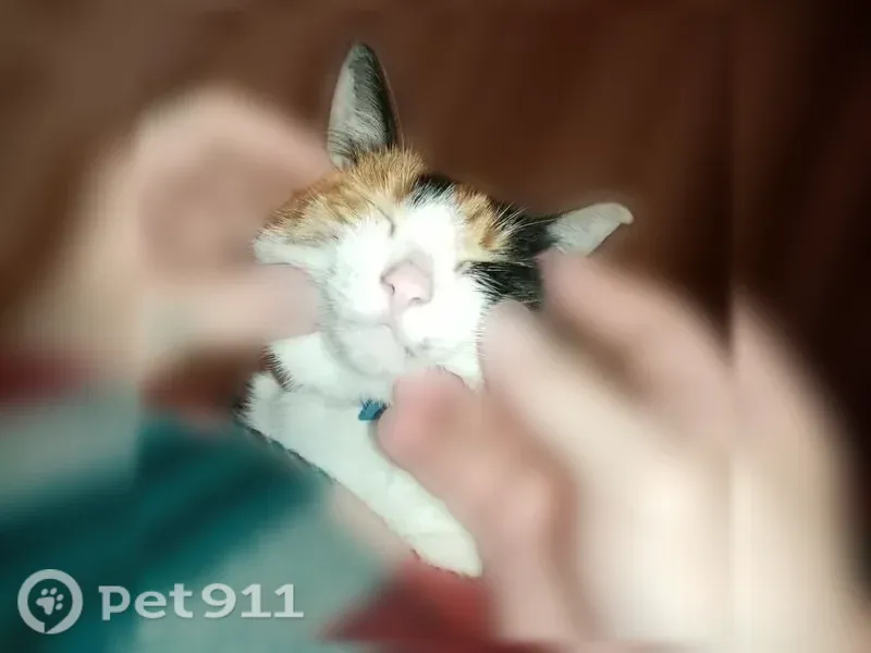 Пропала кошка, Ярославль, Советская, д. 64 — русская, трехцветная, одно ухо рваное - photo