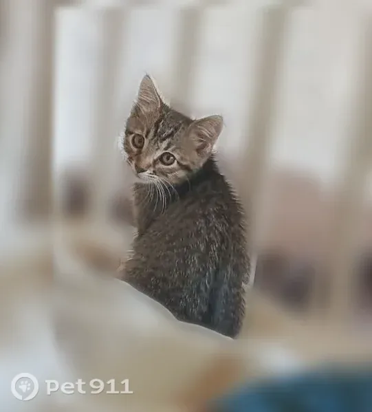 Пропала кошка, Иваново, 24-я, Иваново — девочка, котёнок 1,5 месяца - photo