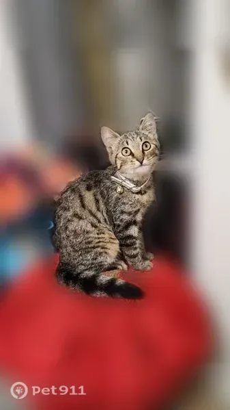 Найдена кошка, М.Горького, Тула — котёнок-девочка, ручная, в ошейнике - photo