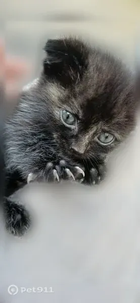 Кошка ищет дом, Георгиевск — добрая, ласковая, обработана от паразитов - photo