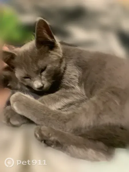 Кошка ищет дом, Геленджик — милый котенок - photo