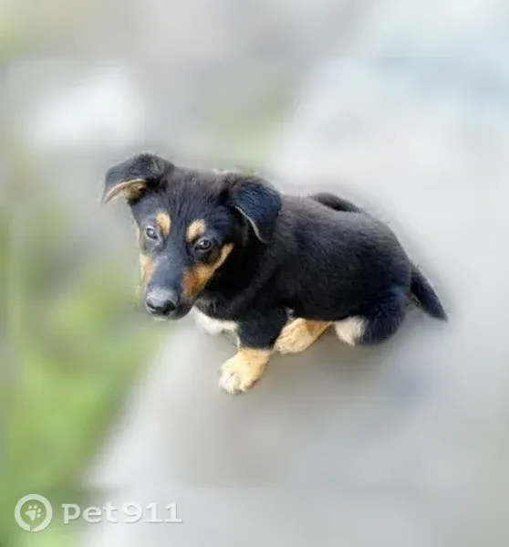 Собака ищет дом, Казань — 4 щенка, нужна временная передержка - photo