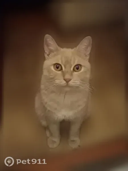 Пропала кошка, Соборный, д. 89, Ростов-на-Дону — рыжий кот, кастрированный - photo
