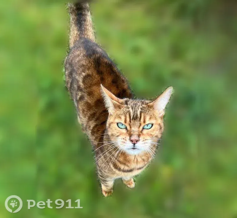 Пропала кошка, Территория снт Родник (деревня Чепелёво) (г Чехов), Чехов — бенгал, нос немного царапанный - photo