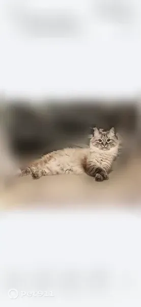 Пропала кошка, Район Приокский (г Нижний Новгород), Студгородок ГСХИ, д. 15, Нижний Новгород — голубоглазая, кастрированная - photo