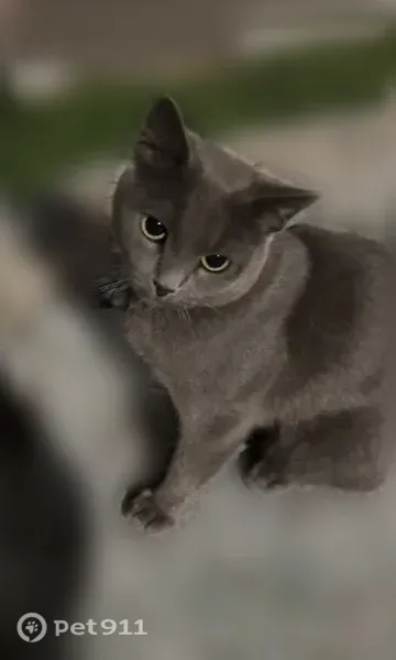 Кошка ищет дом, Ленина, д. 46, Чебоксары — серый кот, спокойный, непугливый - photo