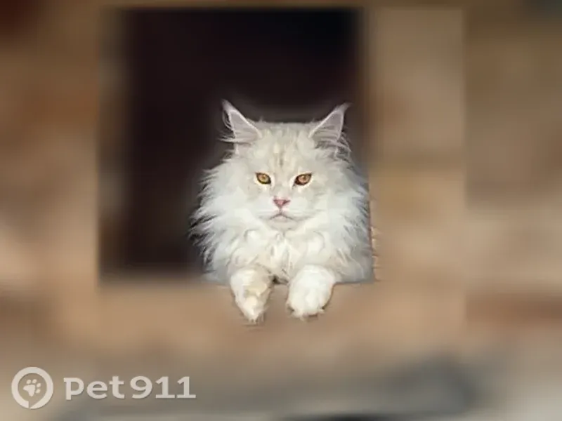 Пропала кошка, Вышний Волочек, 5-я Солнечная, Вышний Волочёк — не вернулся с утренней прогулки - photo