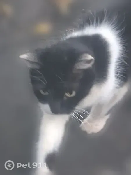 Найдена кошка, Королёв, 50-летия ВЛКСМ, д. 6/18 — очень ласковая, черно-белая - photo