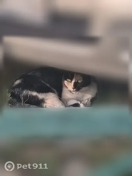 Найдена кошка, Королёв, Суворова, д. 17 — без ошейника, зелёные глаза - photo