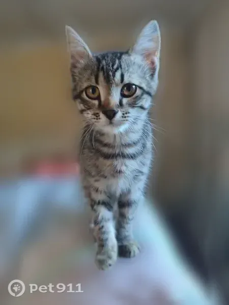 Пропала кошка, Кутузова, д. 6, Пенза — молодой котёнок - photo