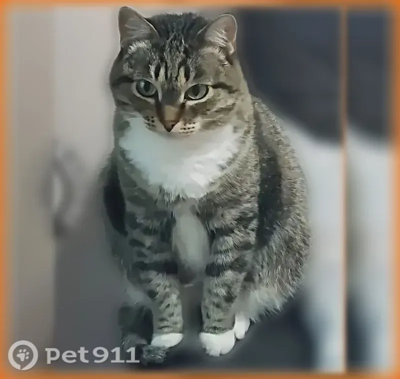 Пропала кошка, Новосибирск — серая, 12 лет, боится посторонних - photo