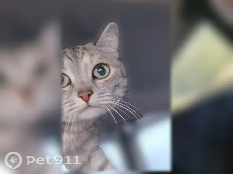 Пропала кошка, Район Демский (г Уфа), Островского, д. 21 1, Уфа — серая, с рыжими пятнышками на спине - photo